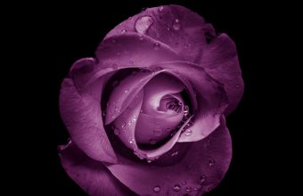 Rose Bud Purple 1024x600 340x220