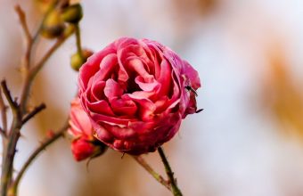 Rose Flower Bud Close Up 1024x600 340x220