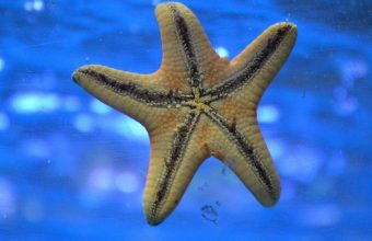 Starfish Underwater Swim 1024x600 340x220