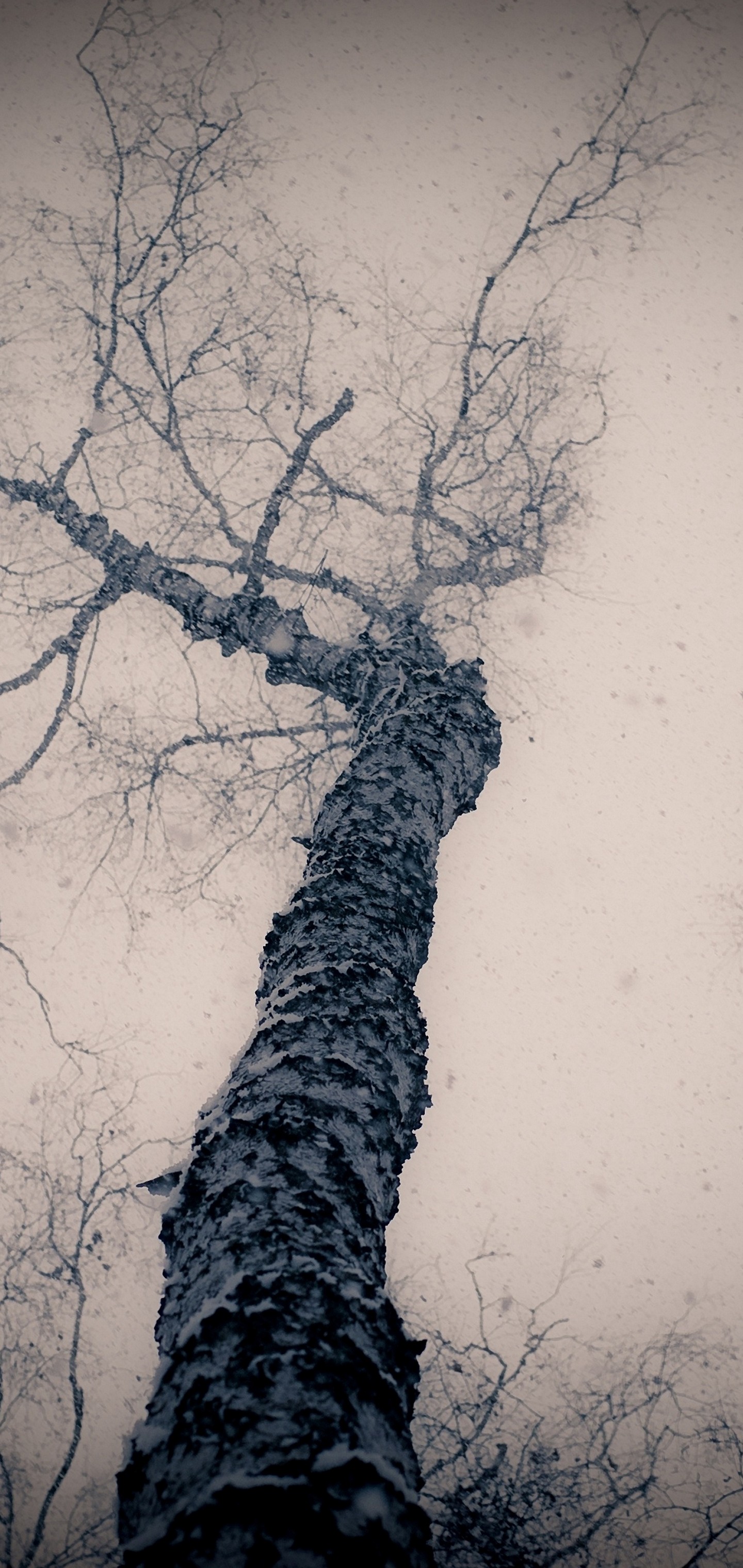Tree Gloomy From Below Branches Wallpaper - [1440x3040]