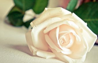 Featured image of post White Roses Wallpaper 4K