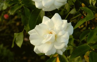 White Rose Wallpaper 04 3706x2783 340x220