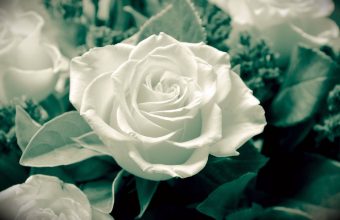 White Rose Wallpapers HD