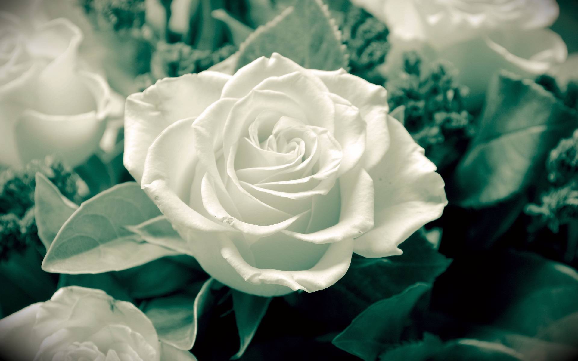 White Rose Wallpaper 06 - [1920x1200]