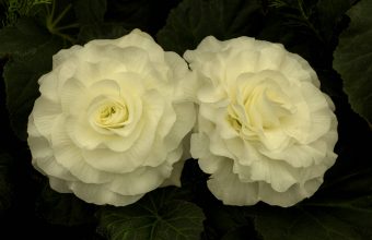 White Rose Wallpaper 12 3000x2050 340x220