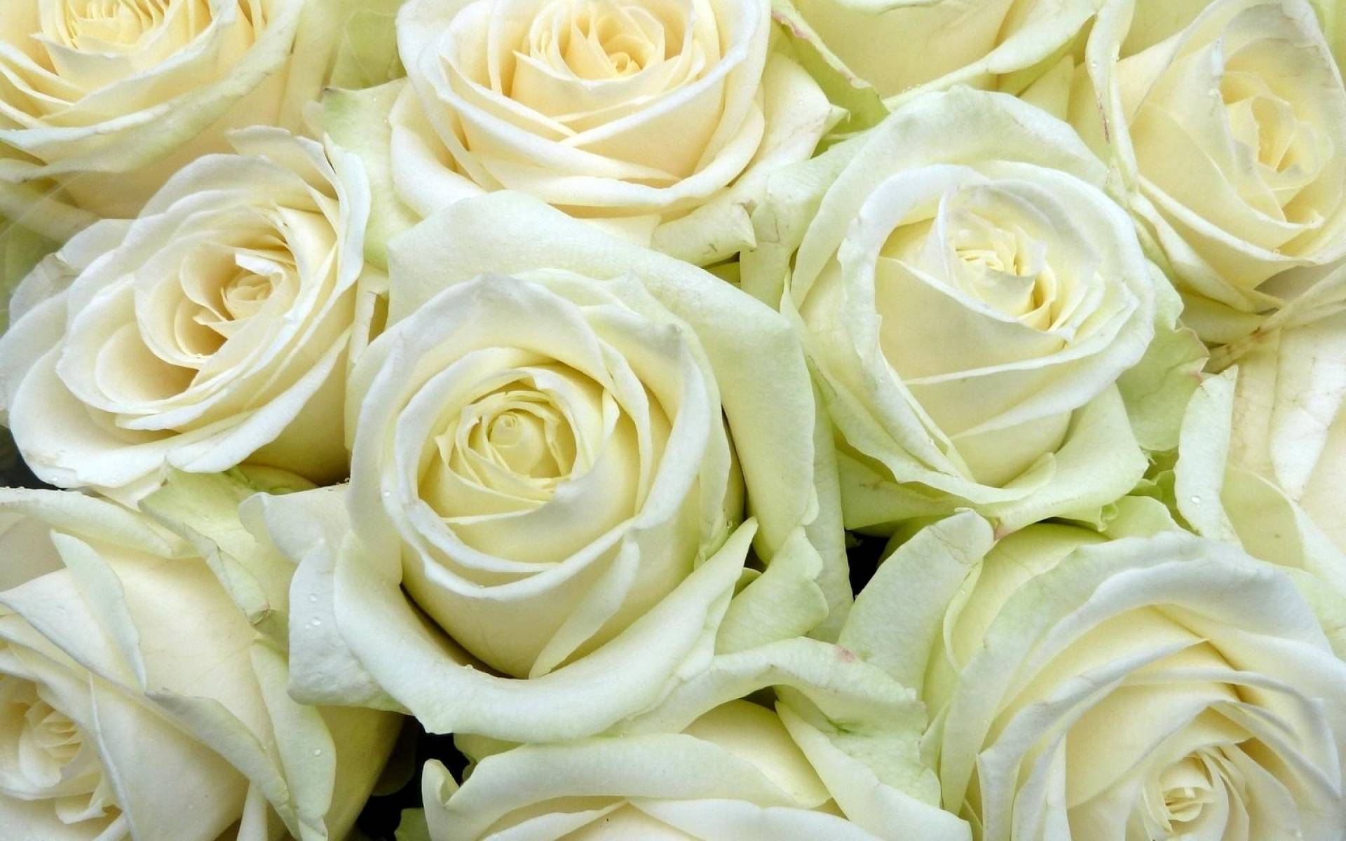 White Rose Wallpaper 21 [1920x1200]