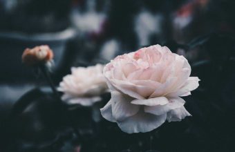 White Rose Wallpapers HD