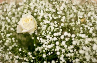 White Rose Wallpapers HD