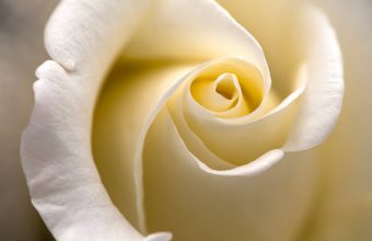 White Rose Wallpapers HD