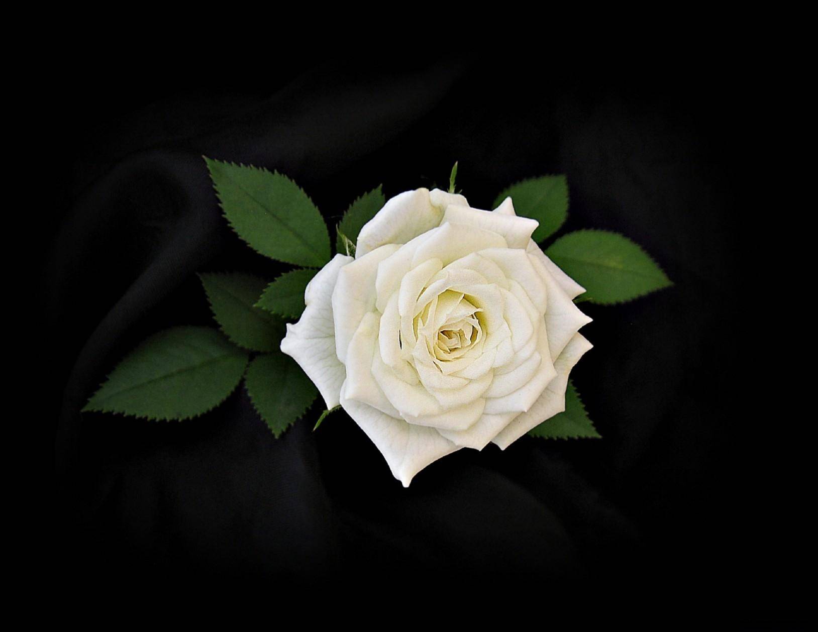 137 Wallpaper Hd White Rose Pictures - MyWeb