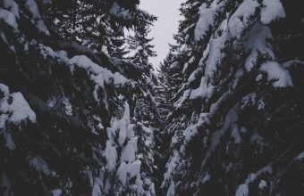 Winter Forest Snow 1024x600 340x220