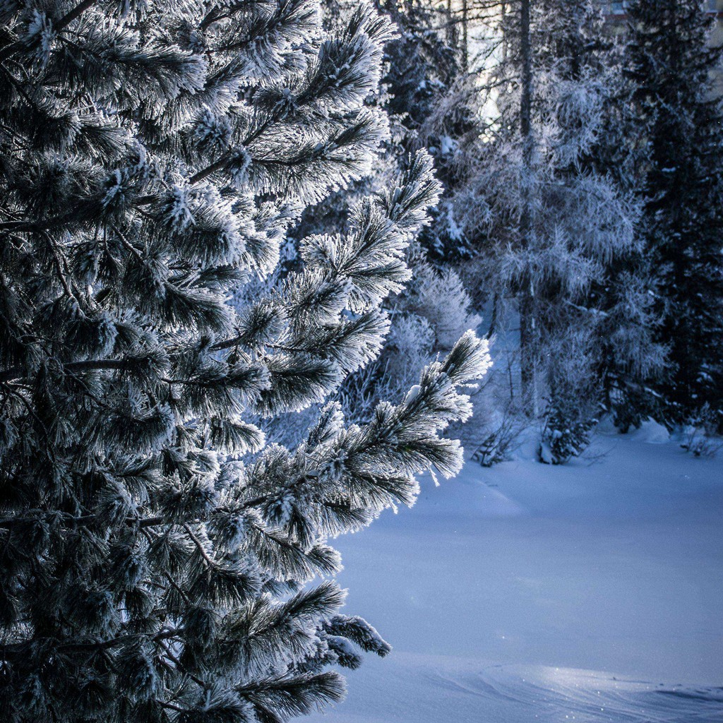 Snowy Trees Wallpaper 4K Winter Forest Frozen 5591
