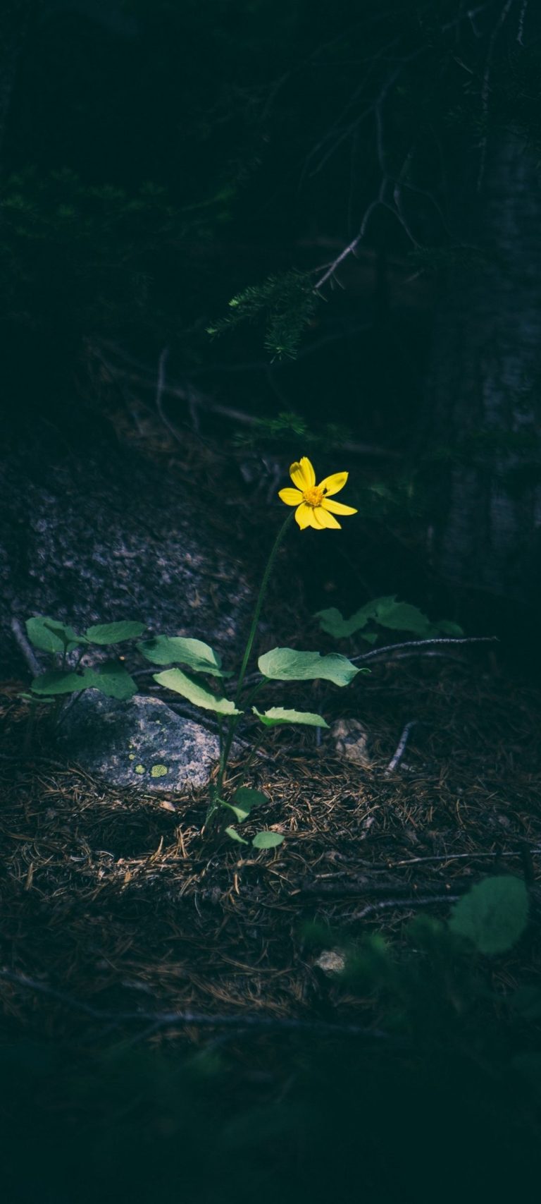 Yellow Flower Grass [1080x2400]