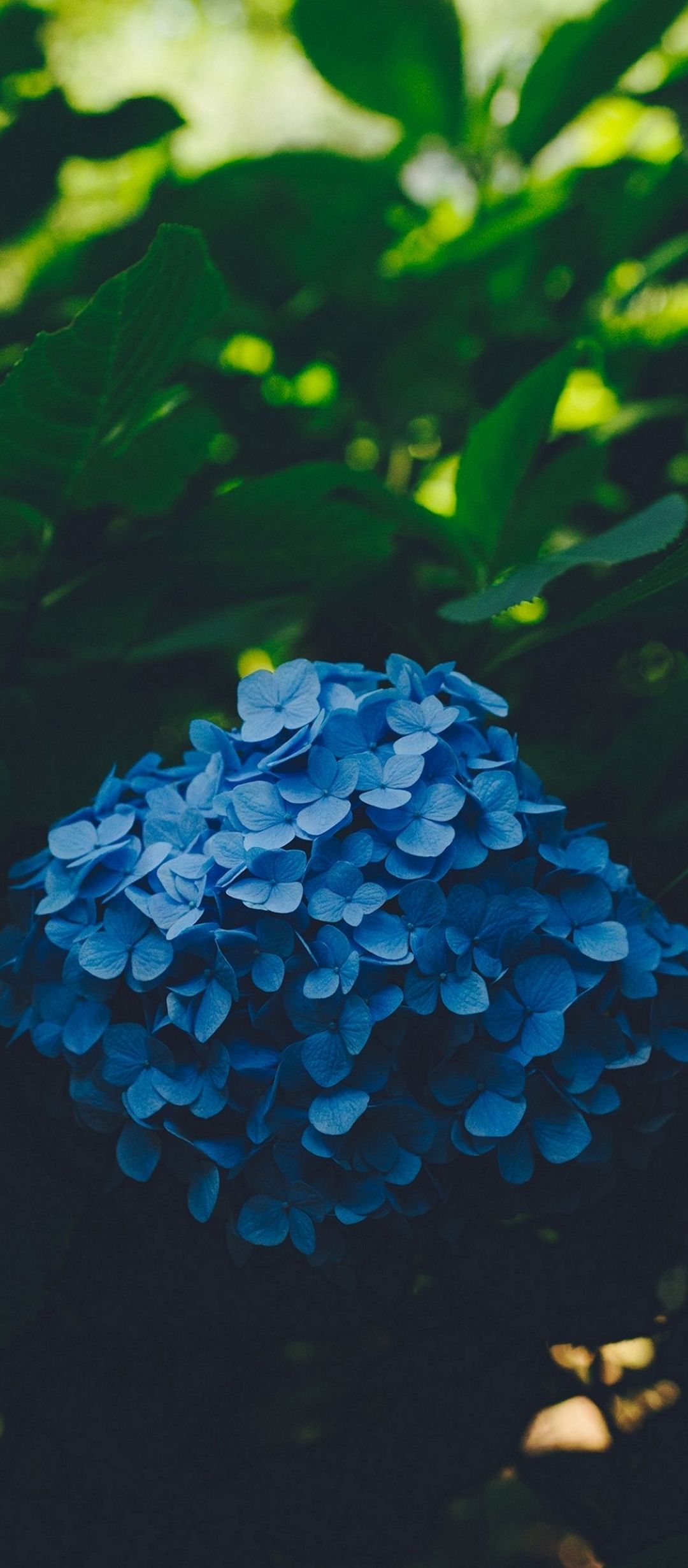 blue-leaf-flower-1080x2460
