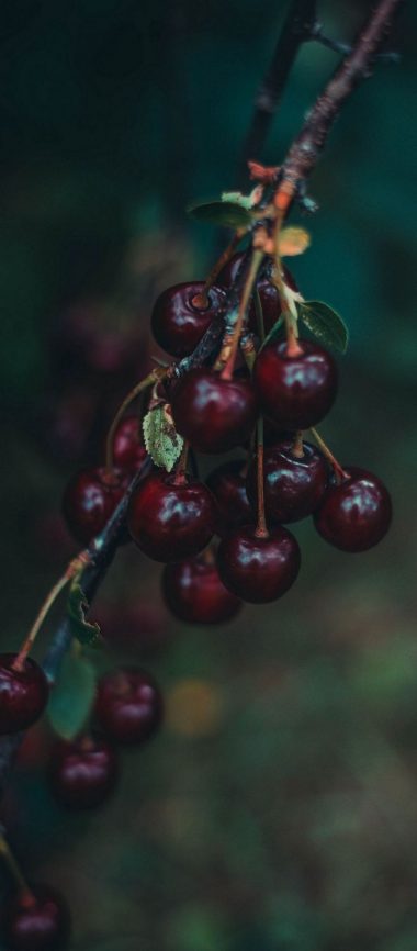 Cherries Berries Branch 1080x2460 380x866