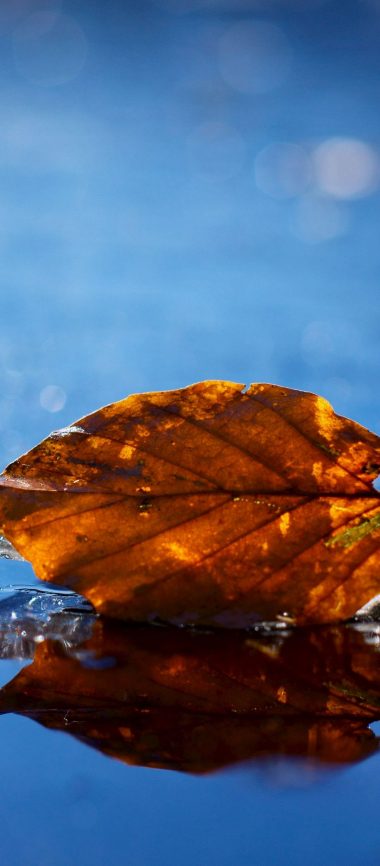Leaf Autumn Fallen Dry Water Liquid 1080x2460 380x866