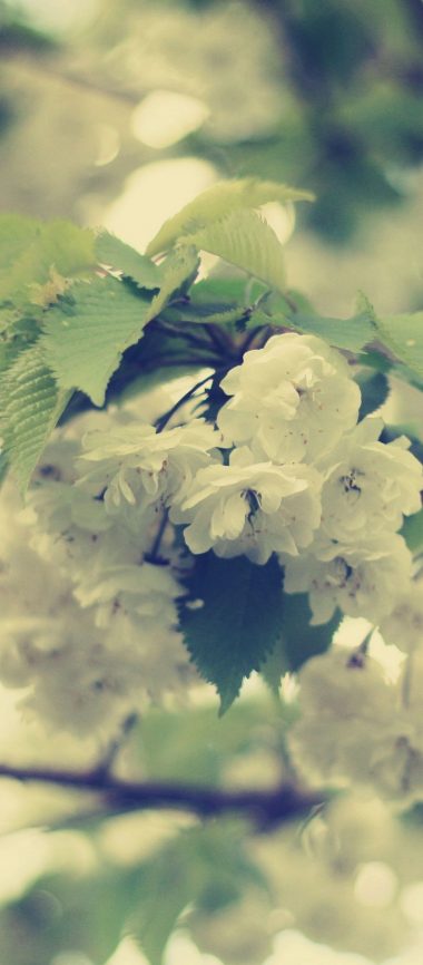 Macro Flowers White Branch 1080x2460 380x866