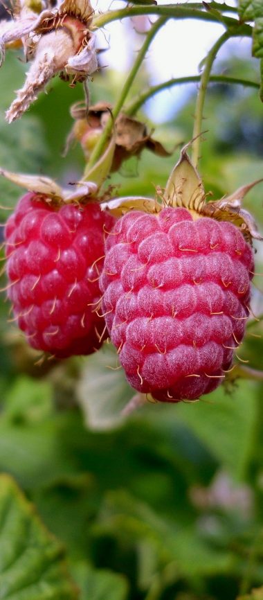 Raspberries Branch Food Sweet 1080x2460 380x866