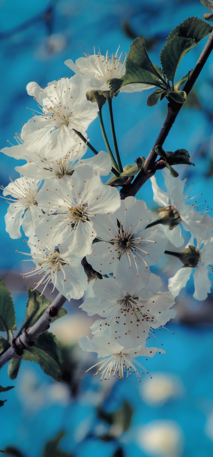 Flowers Bloom Spring Wallpaper - [720x1544]