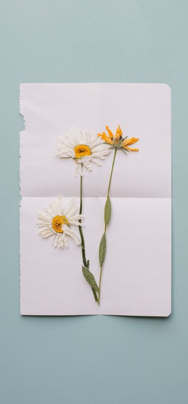 Flowers Herbarium Dry Wallpaper - [720x1544]