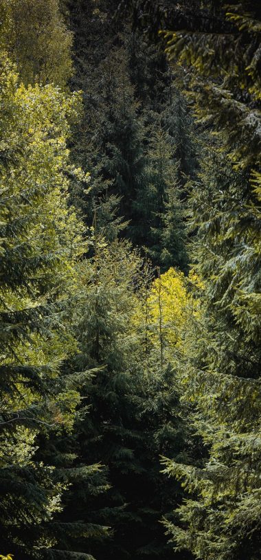 Forest Trees Foliage Wallpaper 720x1544 380x815