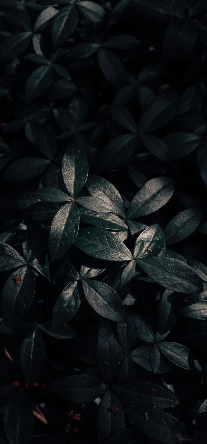 Plant Leaves Dark Wallpaper - [720x1544]