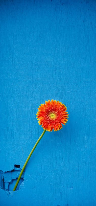 vivo Y15 Wallpapers HD