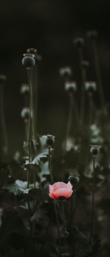 1080x2520 Wallpaper 352  380x887