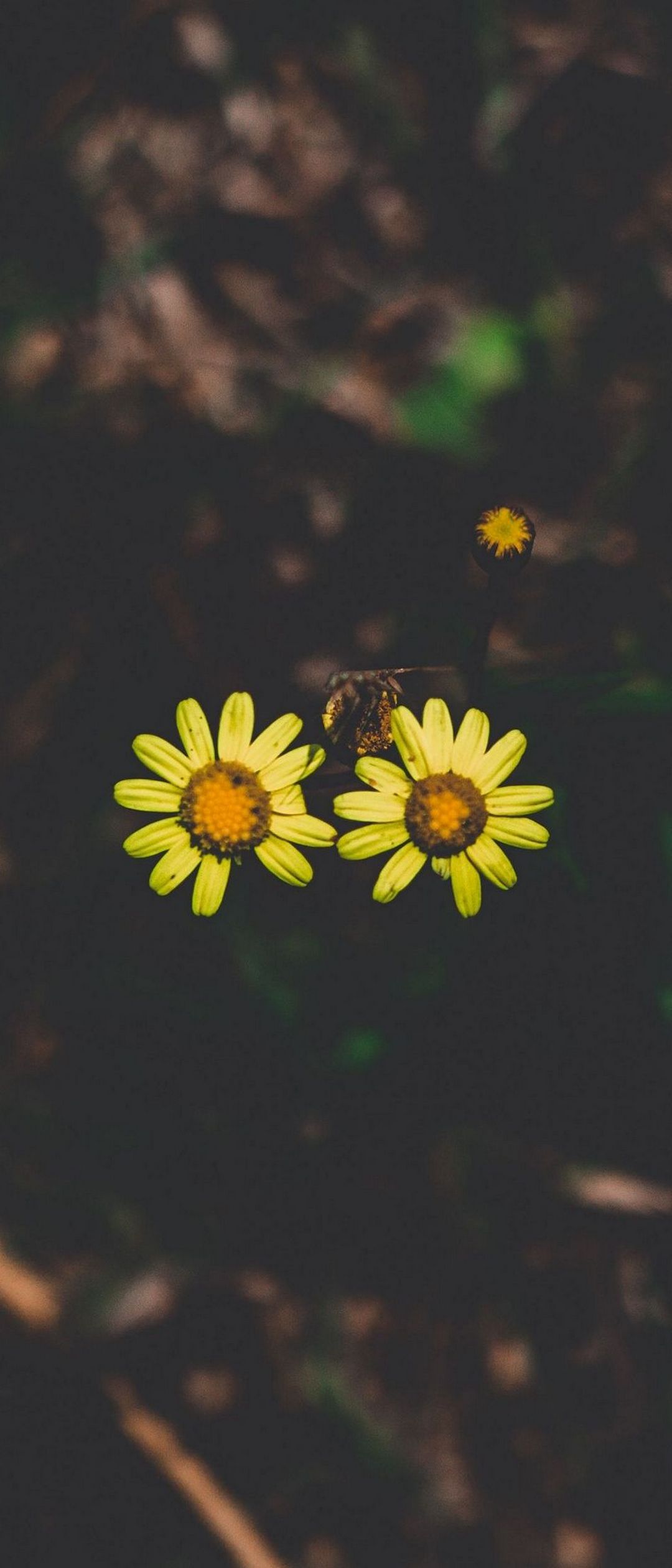 1080x2520 Wallpapers HD
