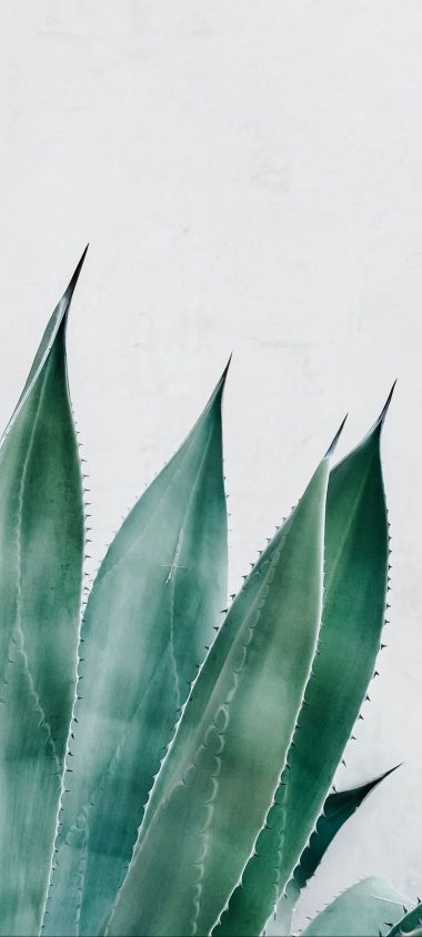 Aloe Succulent Plant Wallpaper 720x1600 380x844