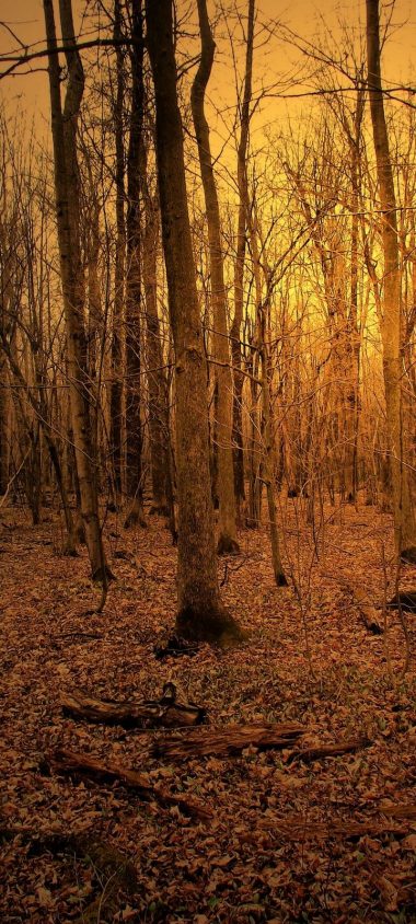 Autumn Forest Trees Wallpaper 720x1600 380x844