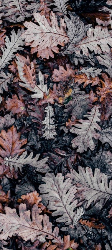 Autumn Leaves Brown Wallpaper 720x1600 380x844