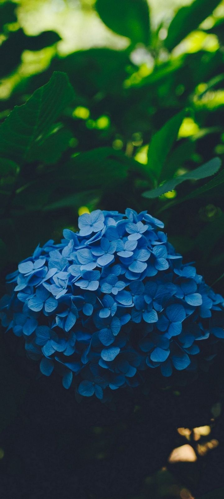 Blue Leaf Flower Wallpaper - [720x1600]