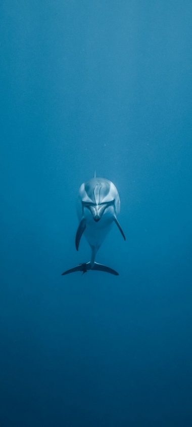 Dolphin Underwater World Swim Wallpaper 720x1600 380x844