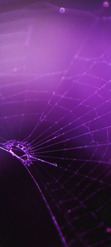 Macro Spider Purple Wallpaper 720x1600 380x844