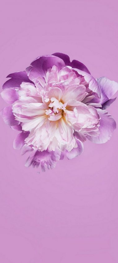 Pink Petals Flower Wallpaper 720x1600 380x844