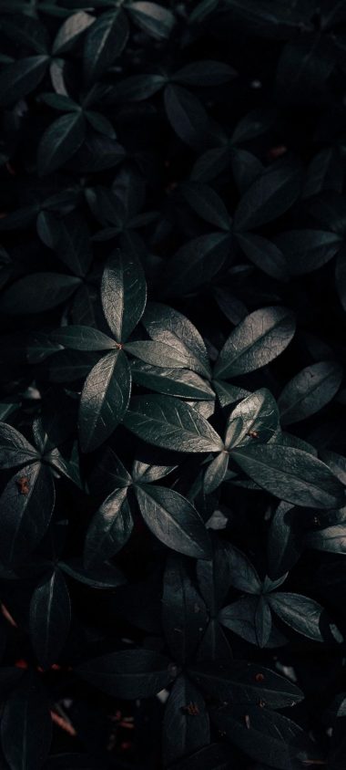 Plant Leaves Dark Wallpaper 720x1600 380x844