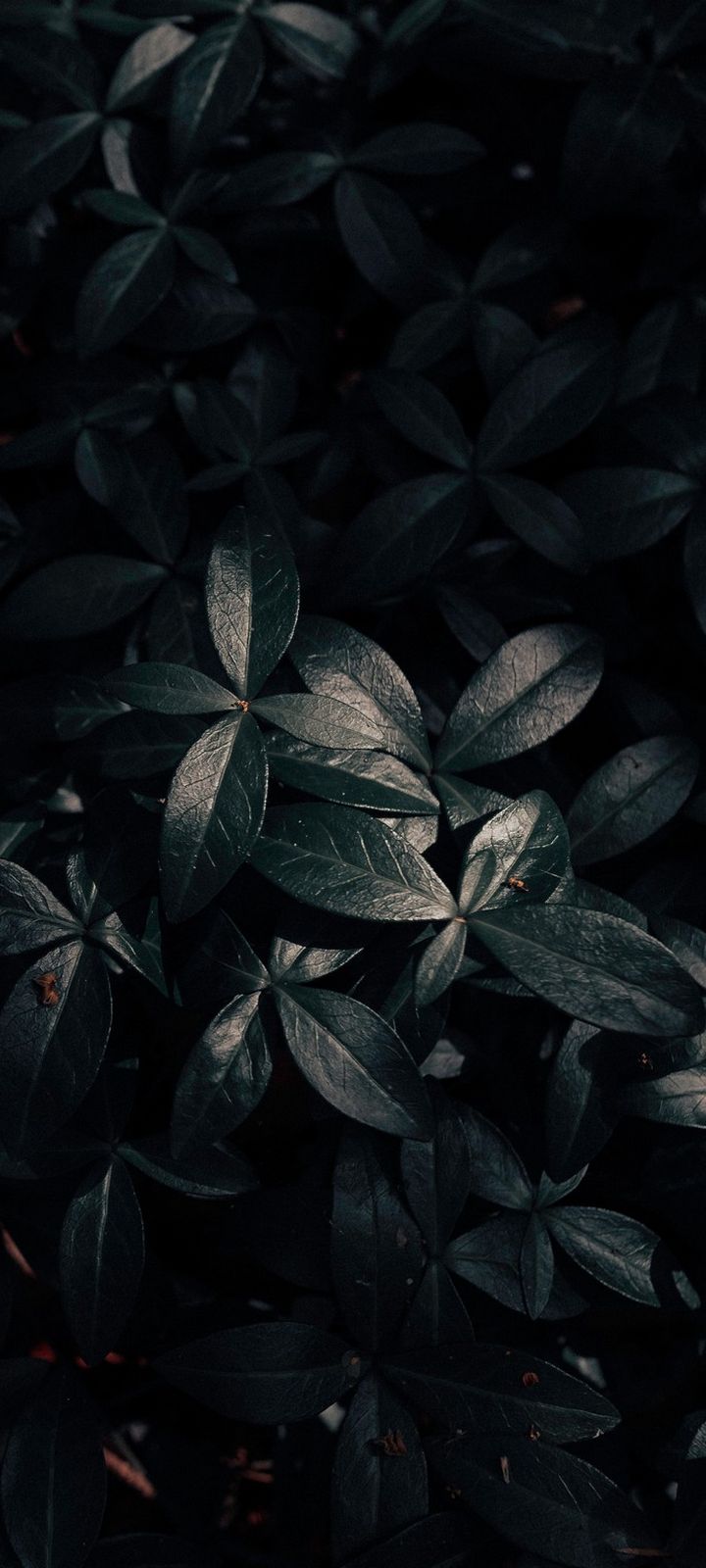 Plant Leaves Dark Wallpaper - [720x1600]