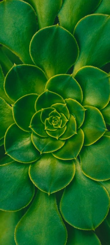 Plant Succulent Green Wallpaper 720x1600 380x844