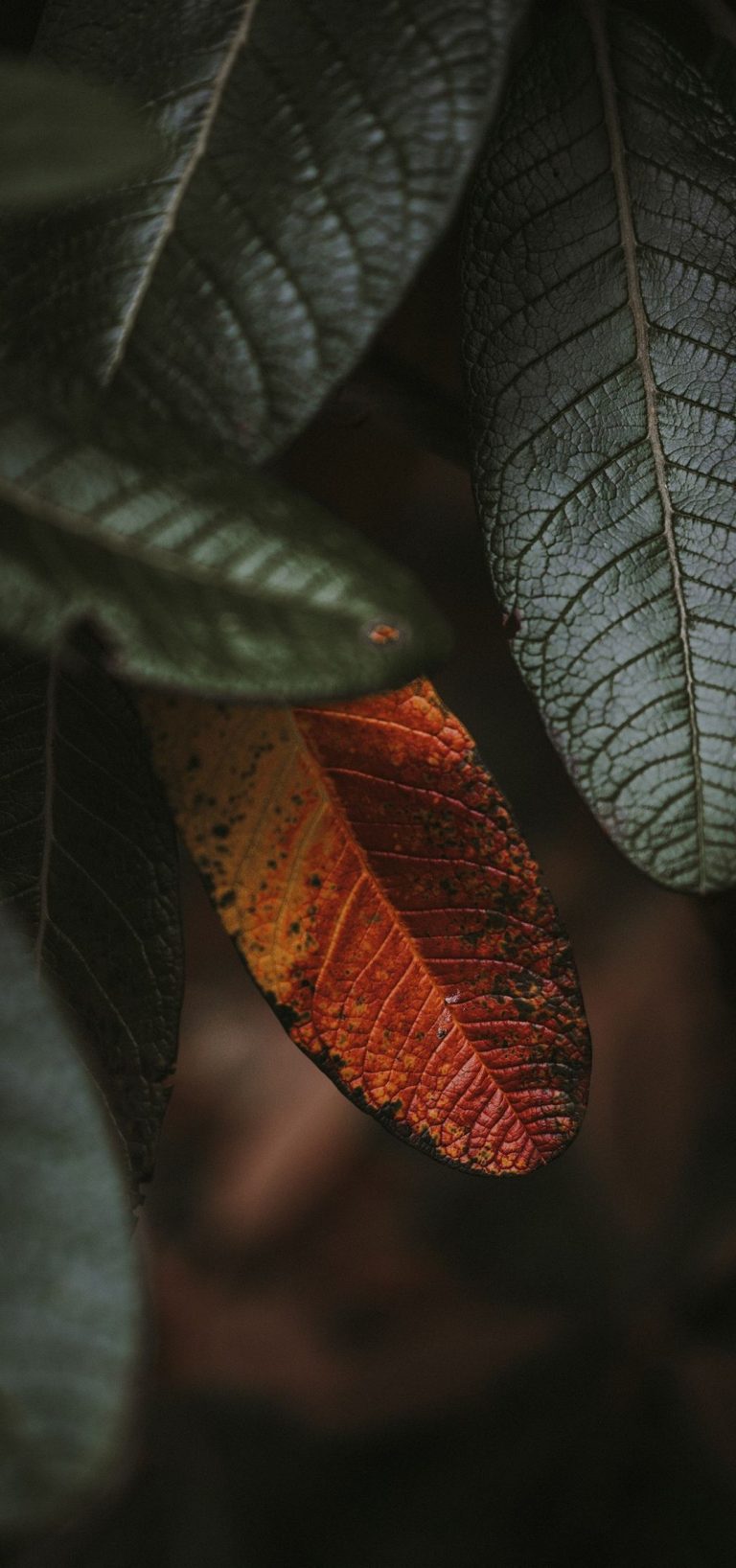1080x2300 Phone Wallpaper - 211