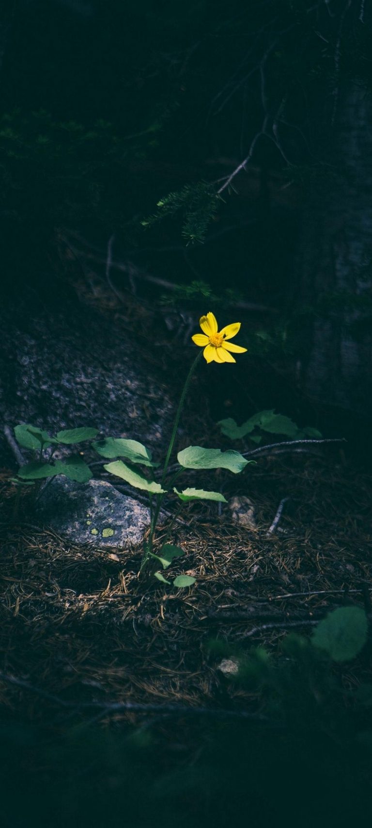 1440x3200 Phone Wallpaper - 260