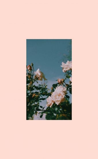 Aesthetic Wallpapers HD