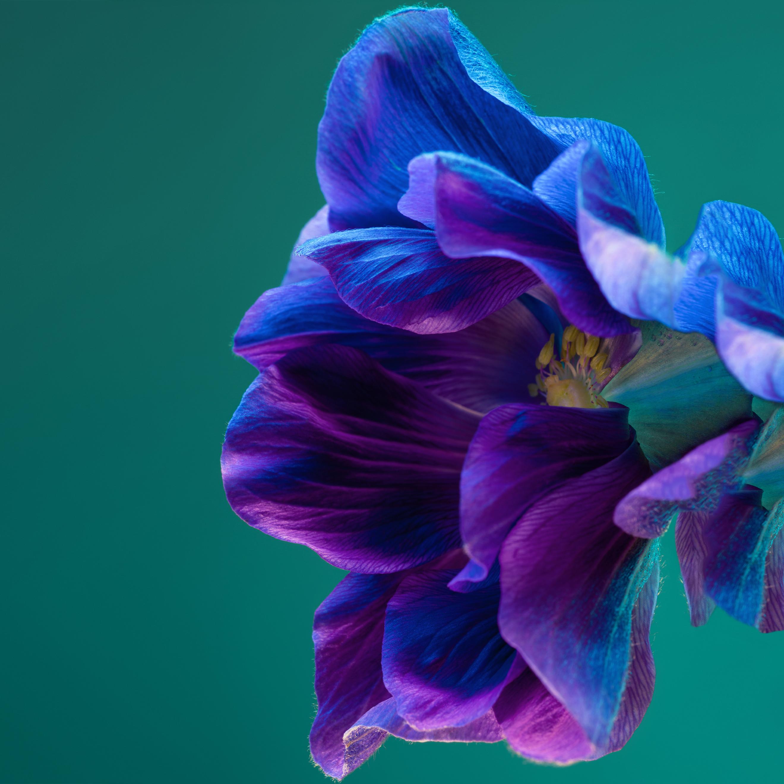 Huawei P40 Pro Stock Wallpaper [2640x2640] - 20