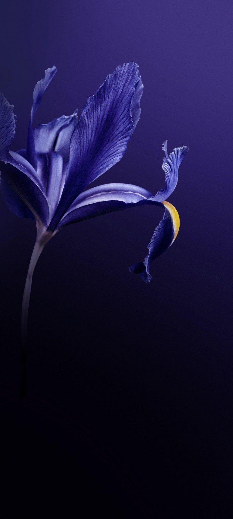 Vivo Z6 Stock Wallpaper [1080x2400] - 24