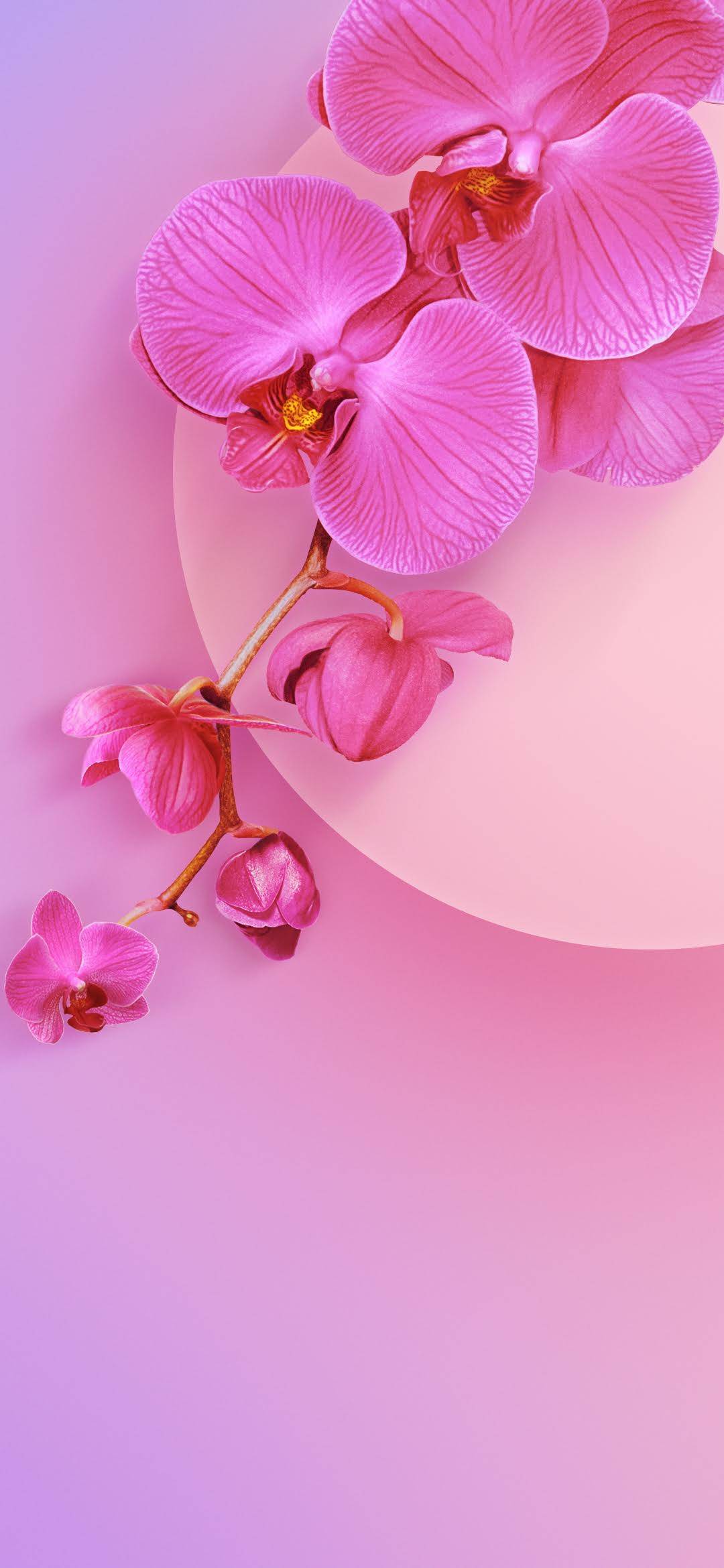 Redmi 8A Stock Wallpaper [1080x2340] - 04