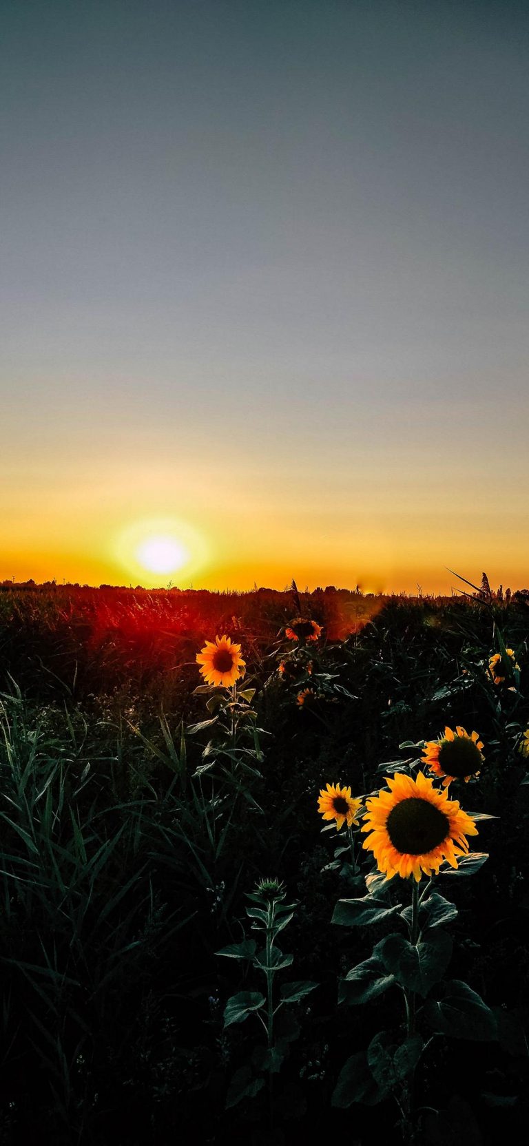 Sunrise Phone Wallpaper [1080x2340] - 045