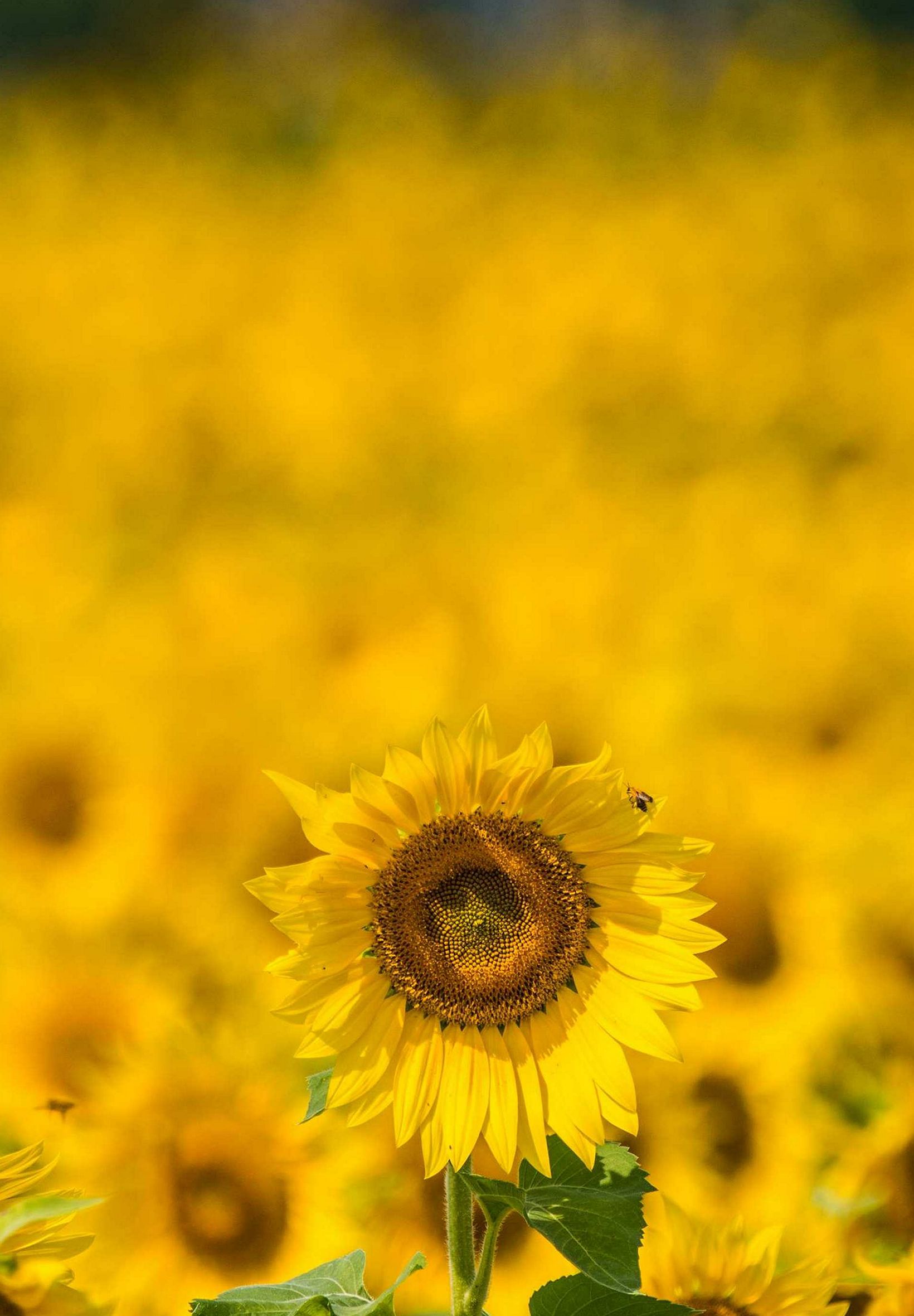 1640x2360 Wallpaper - 158