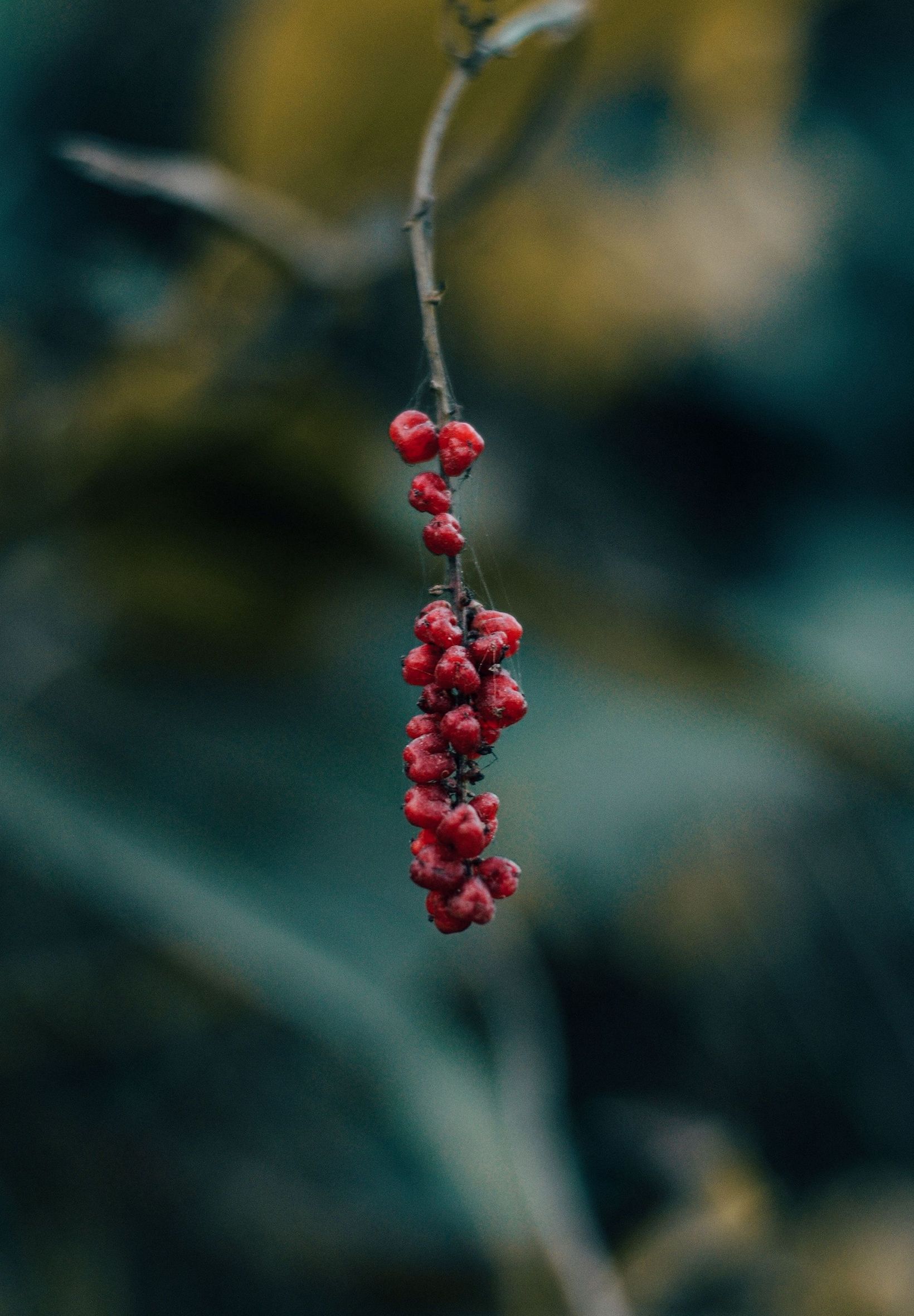 Berry Branch Macro - [1640x2360]