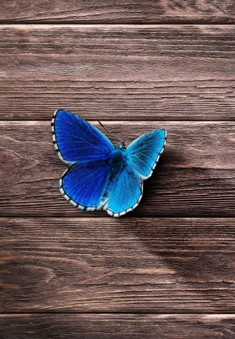 Butterfly Surface Wooden Wallpaper 1640x2360 1 340x489