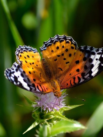 Butterfly Wings Patterns Grass Flower 1620x2160 1 340x453